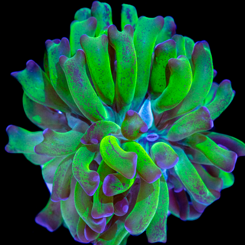 Euphyllia ancora