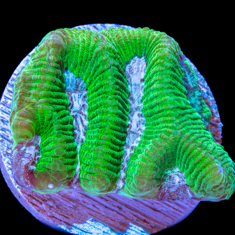 Platygyra daedalea
