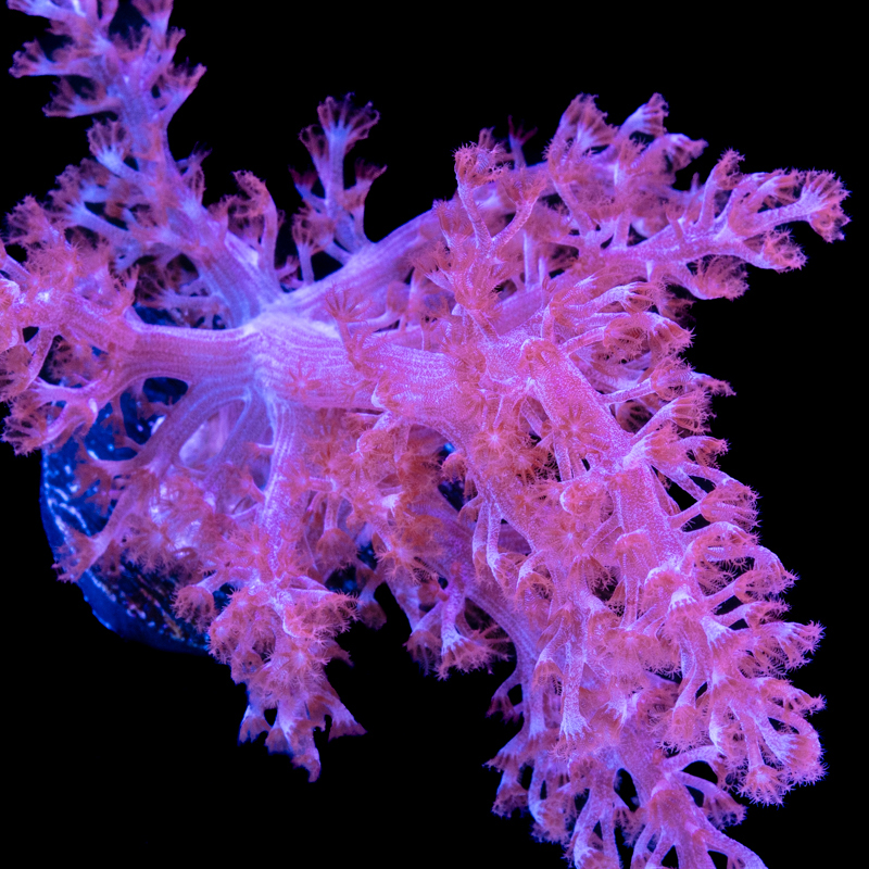Capnella imbricata