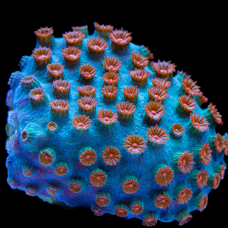Cyphastrea sp.