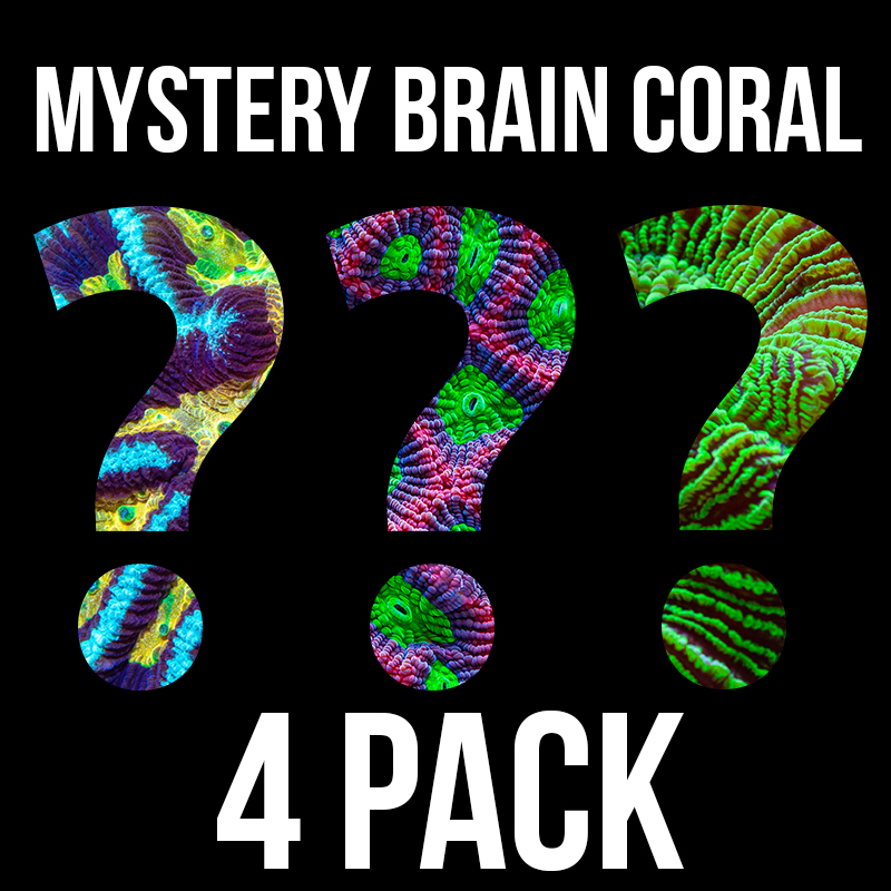 Trachyphyllia