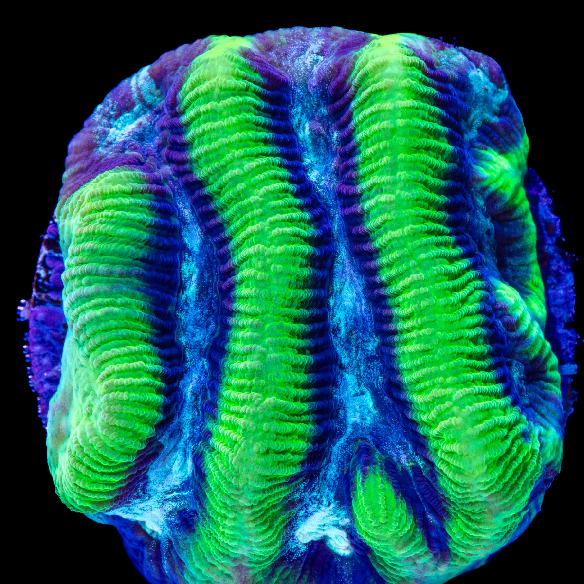Platygyra daedalea