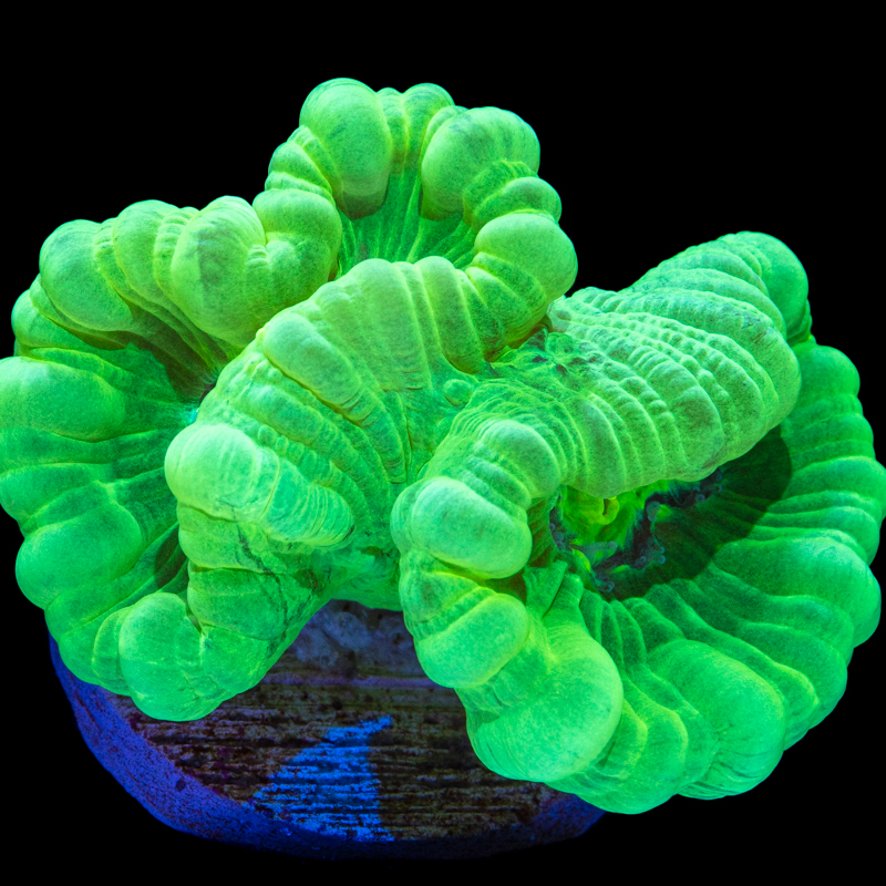 Caulastraea furcata