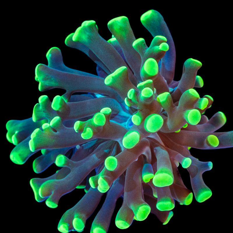 Euphyllia