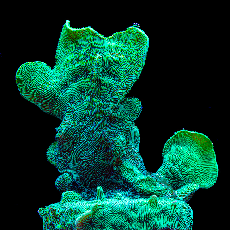 Pavona cactus