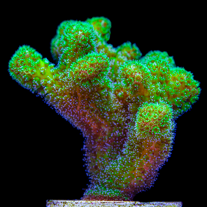 Pocillopora damicornis