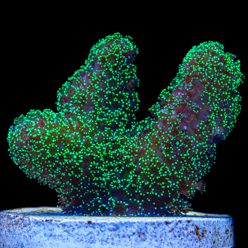 Stylophora