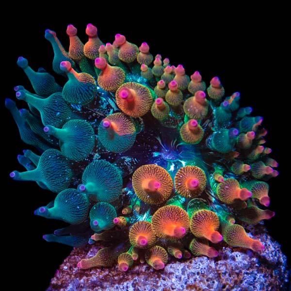 Entacmaea quadricolor