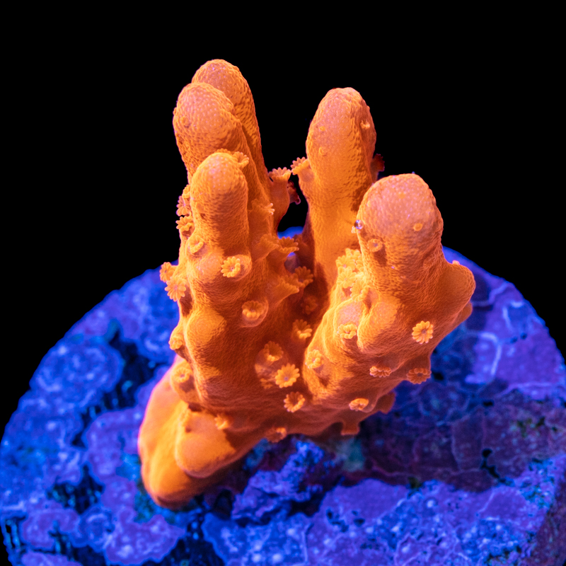 Montipora setosa