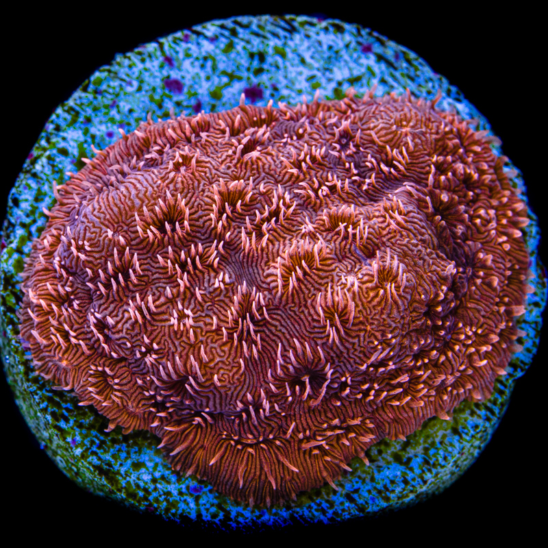 Pavona cactus
