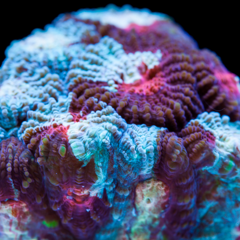 Favites pentagona