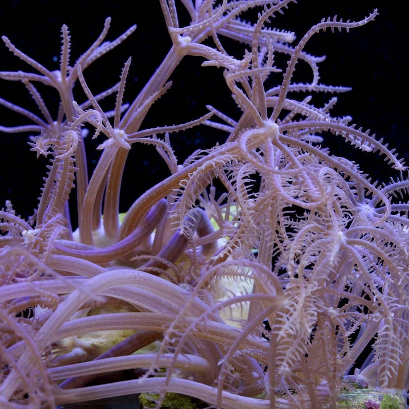 Anthelia glauca