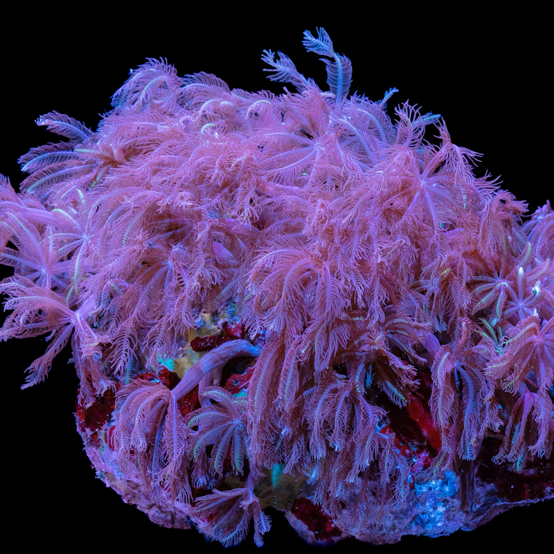 Clavularia viridis