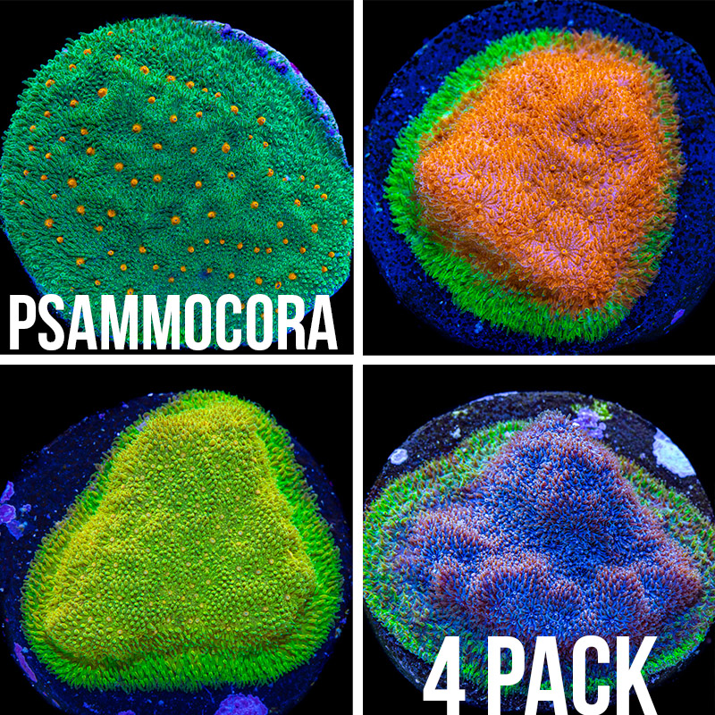 Psammocora contigua
