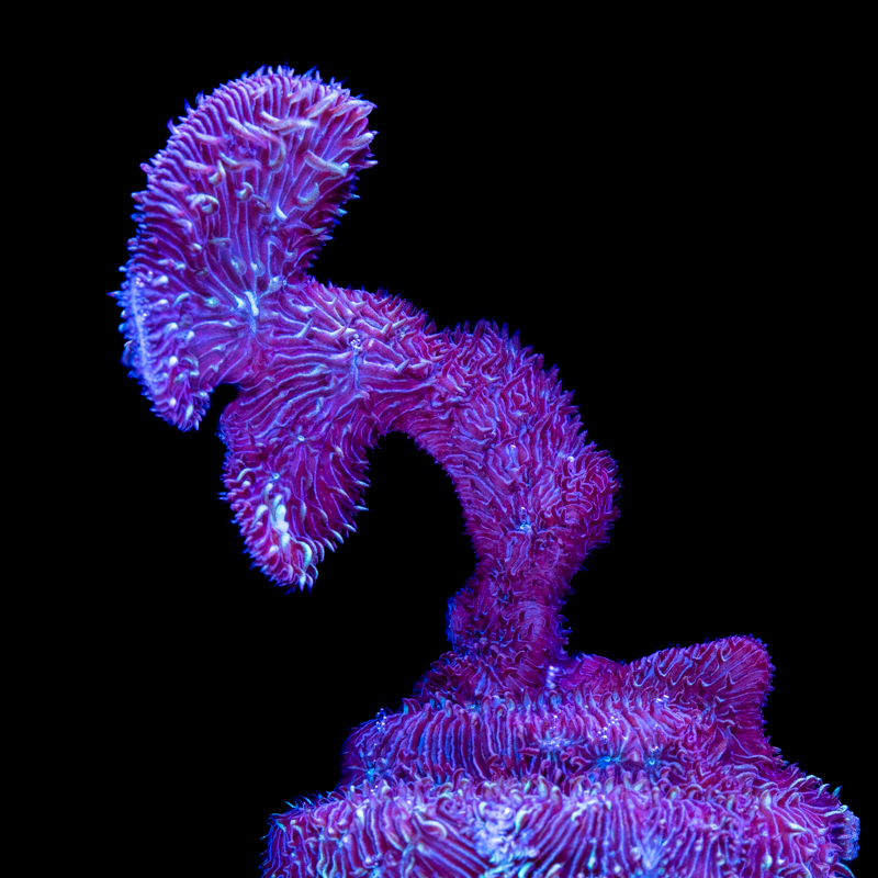 Pavona cactus