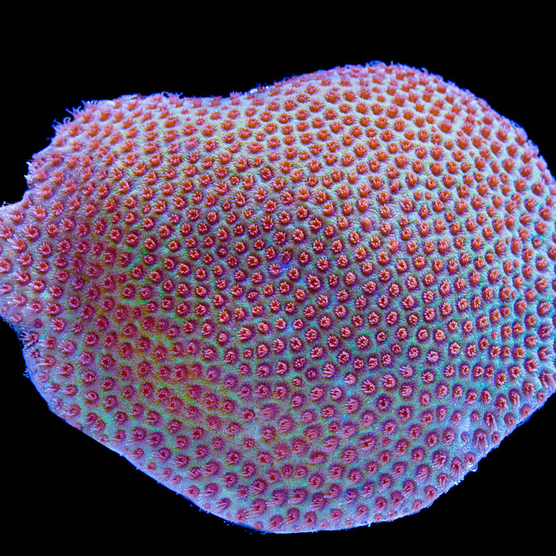 Porites cylindrica