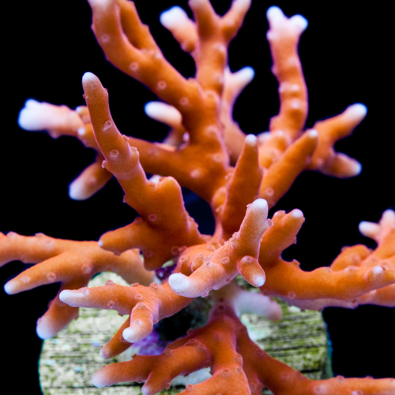Anacropora
