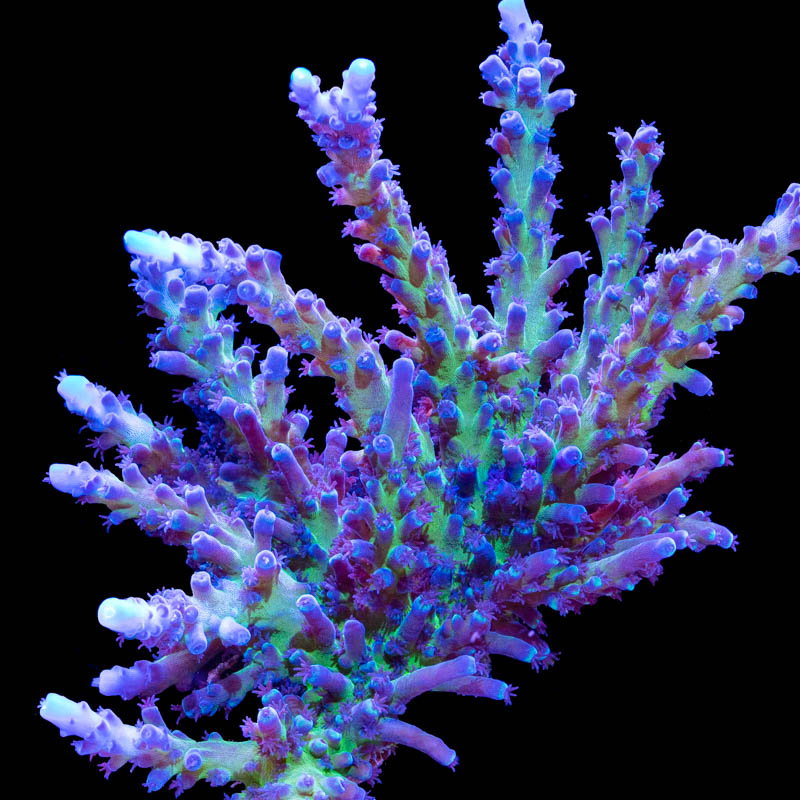 Acropora tortuosa