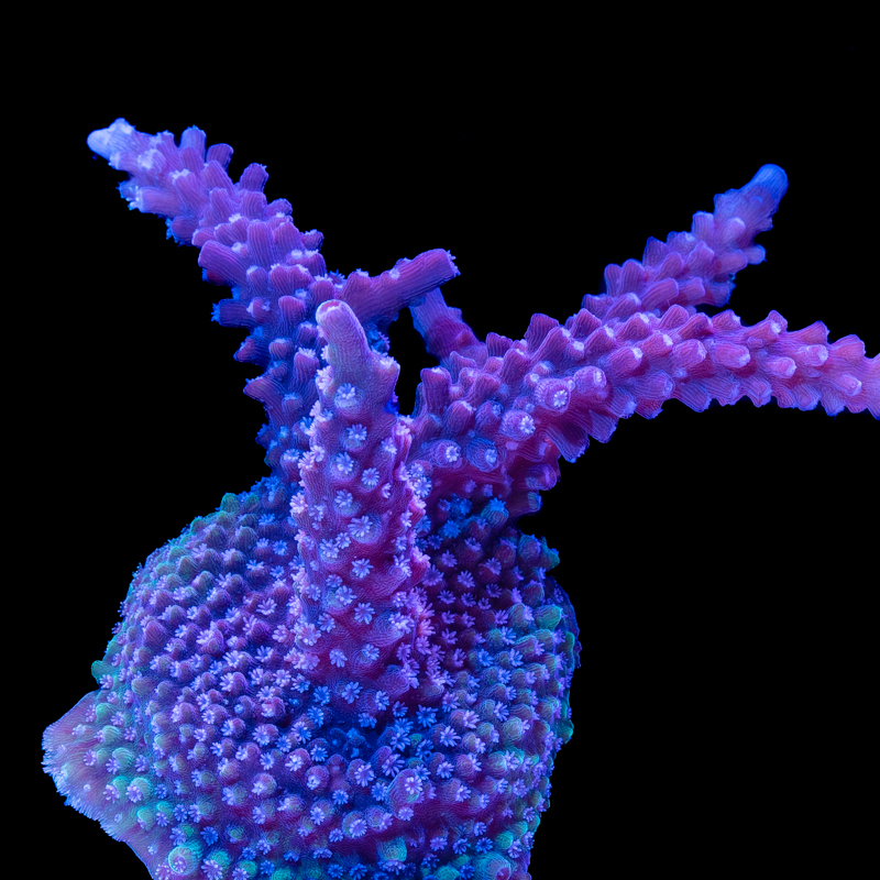 Acropora cervicornis