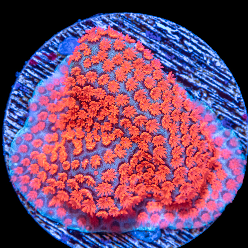 Porites cylindrica