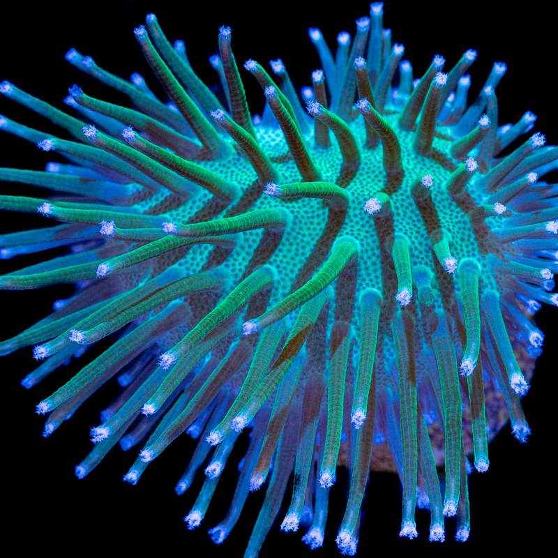 Sarcophyton ehrenbergi