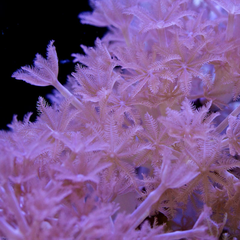Xenia umbellata