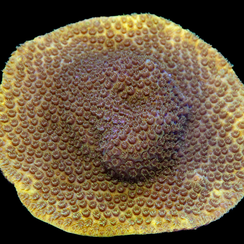 Porites cylindrica