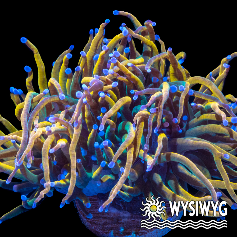 Euphyllia glabrescens
