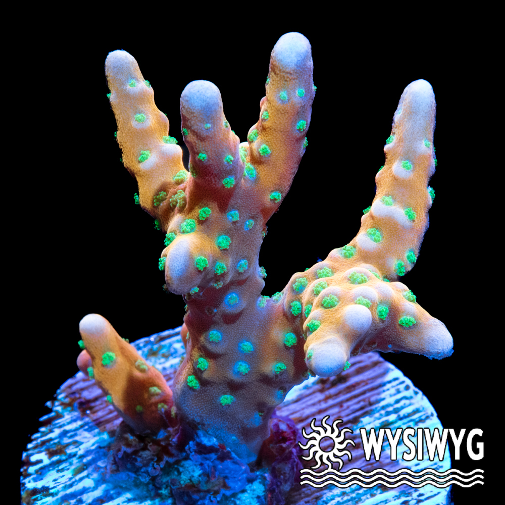 Anacropora