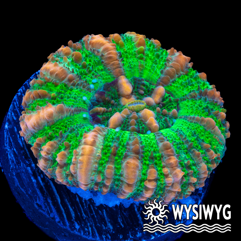 Scolymia