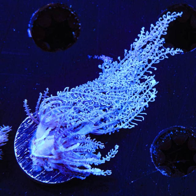 Anthelia glauca