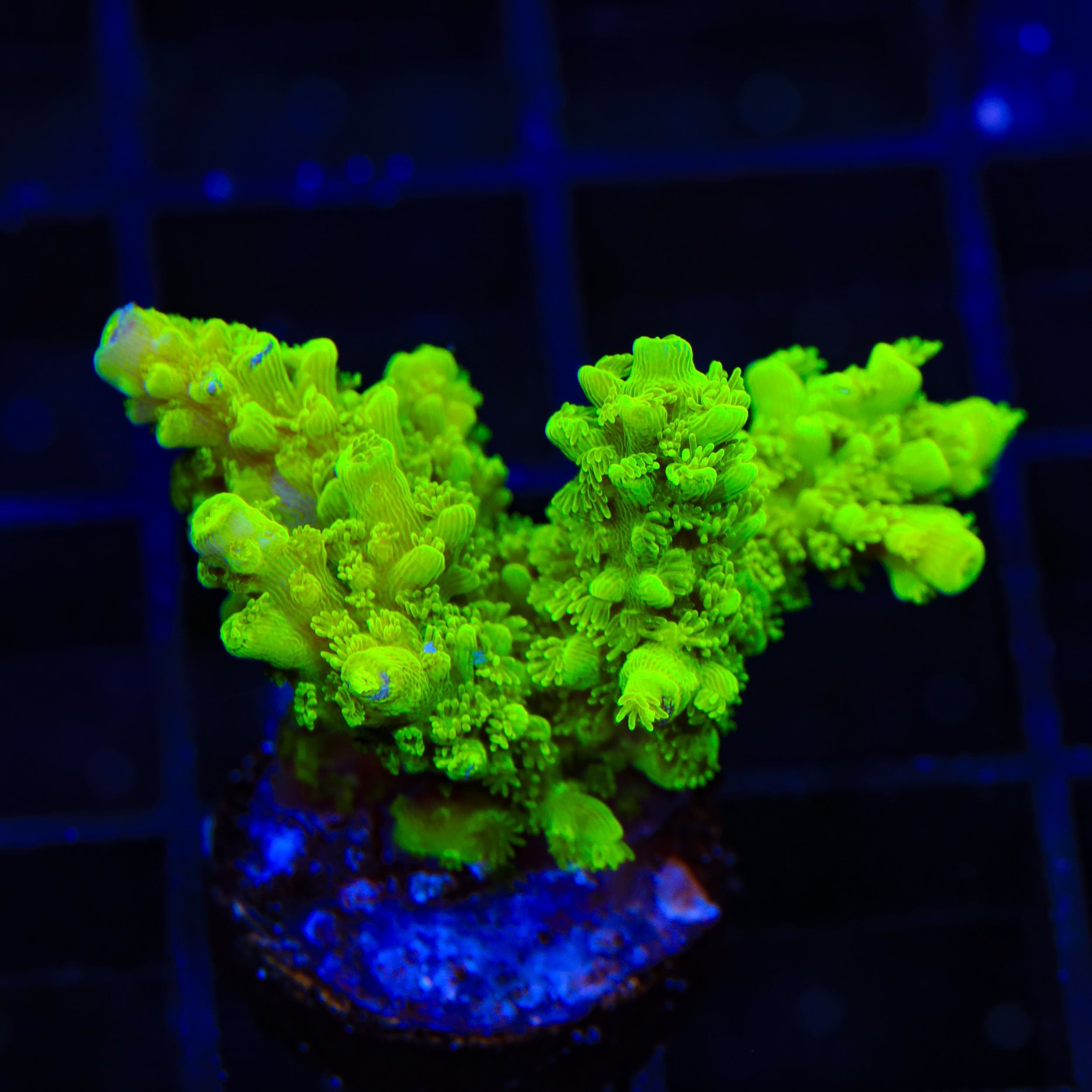 Acropora yongei