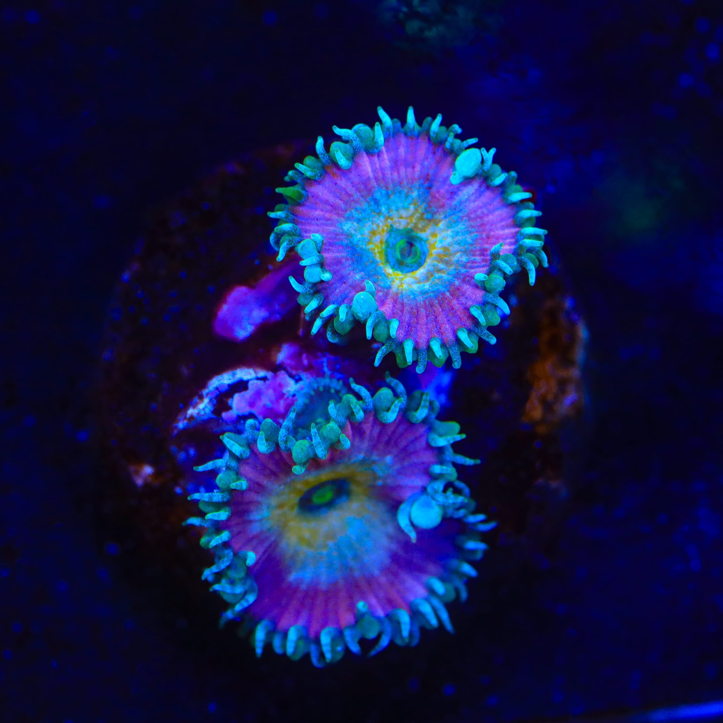 Beauty and The Beast Palythoa Zoanthids Coral