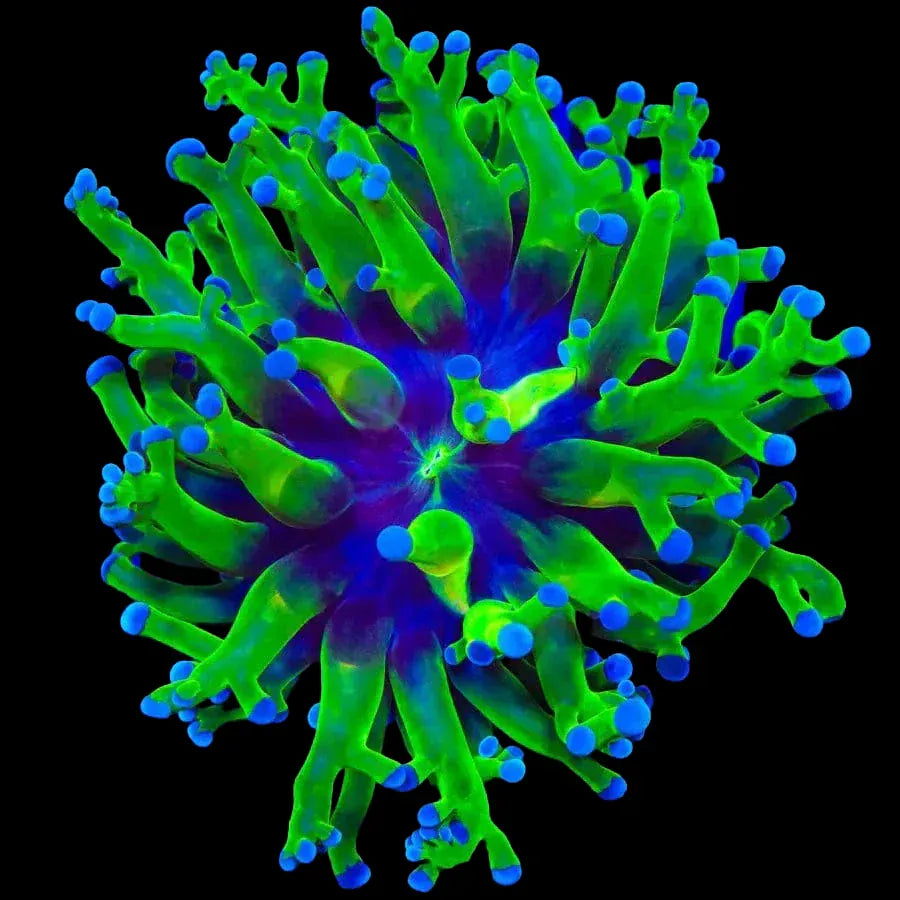 Euphyllia divisa