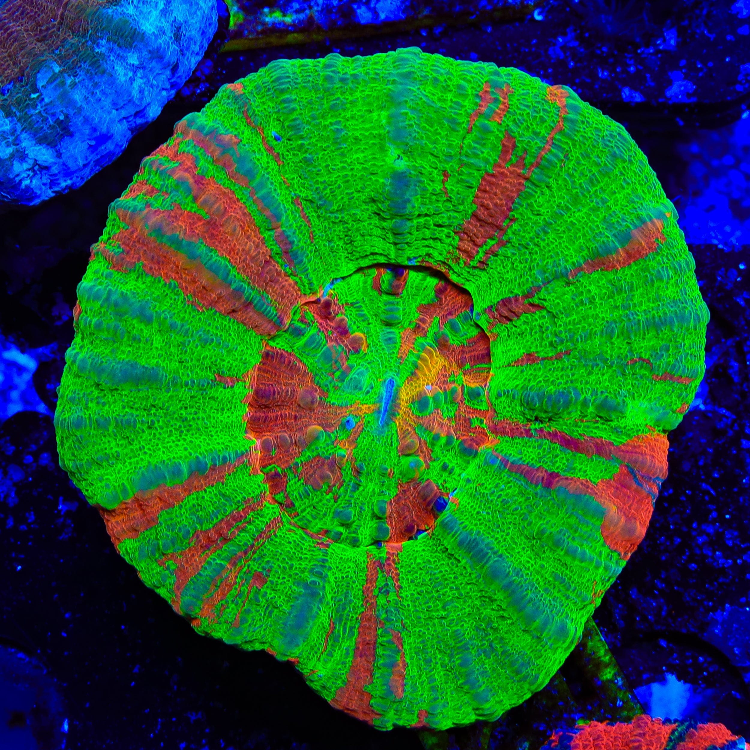 Scolymia