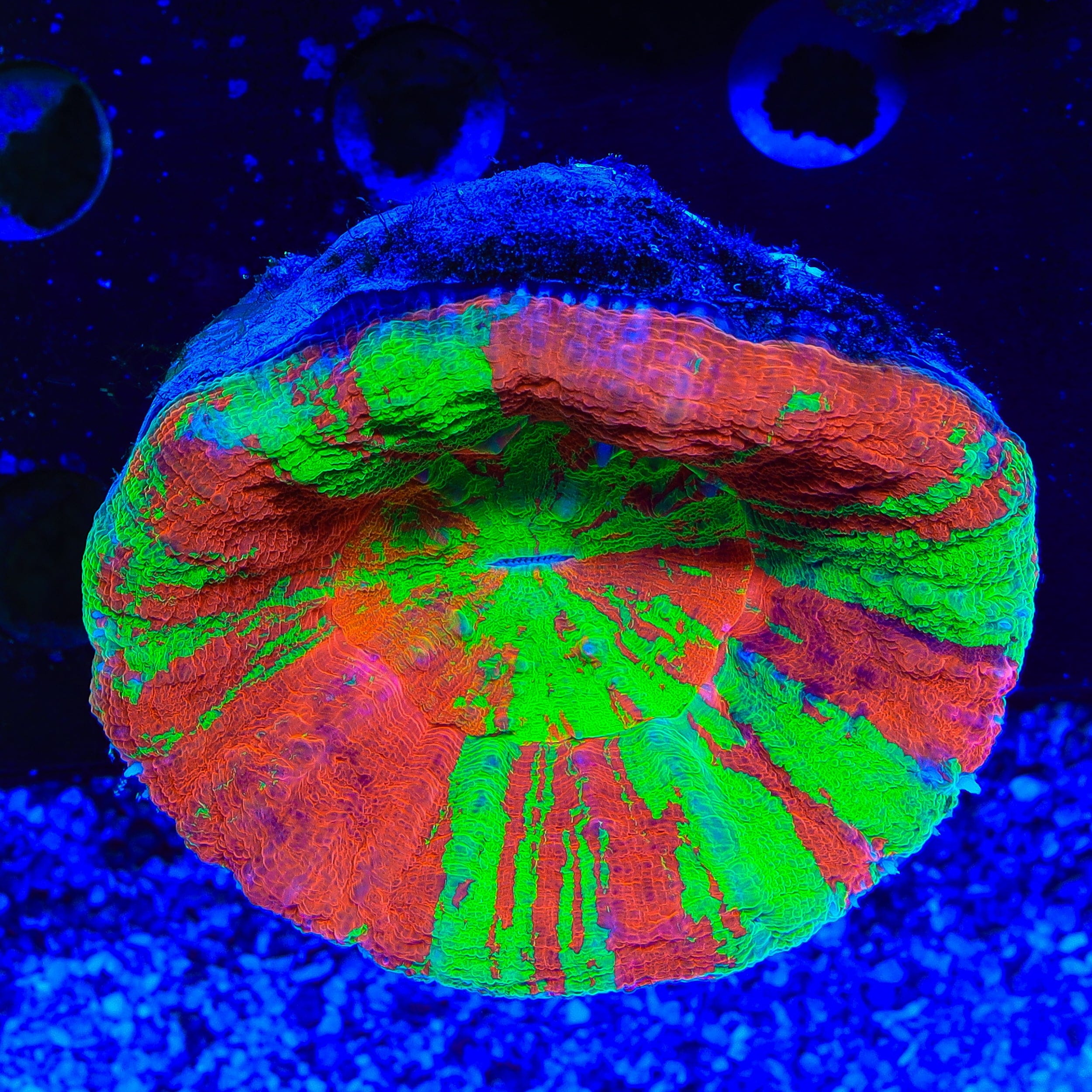 Scolymia