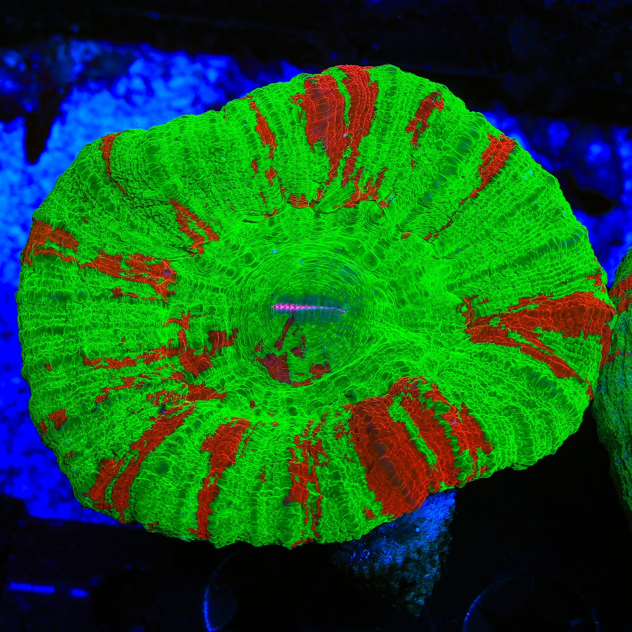 Bleeding Apple Scolymia Coral