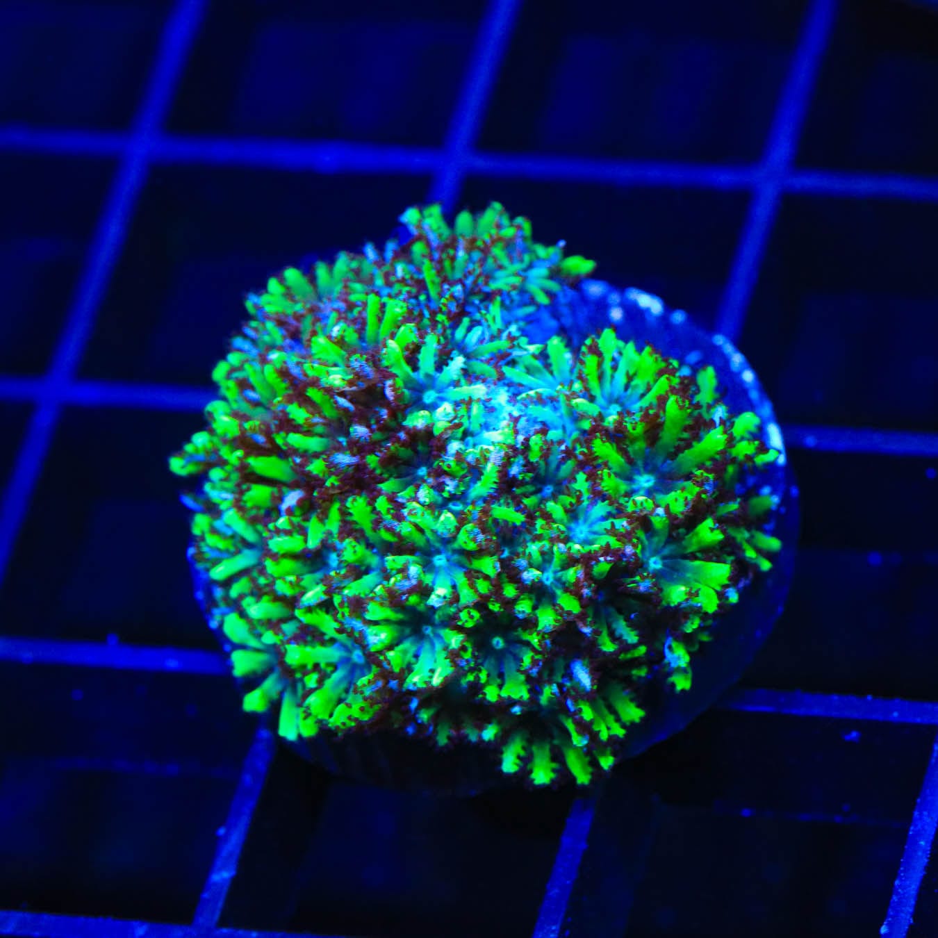 Sympodium