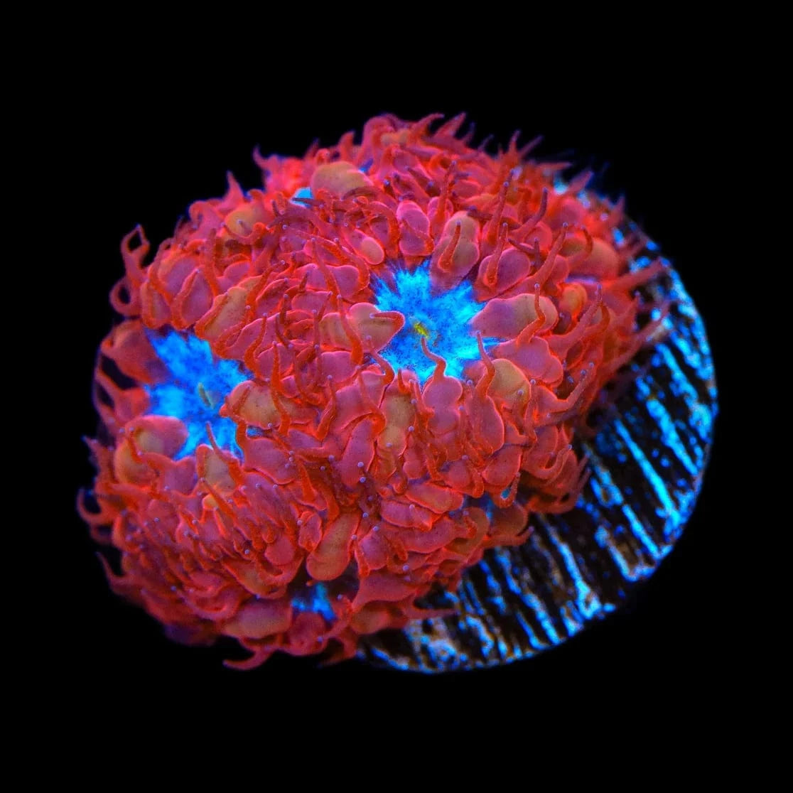 Blastomussa merleti