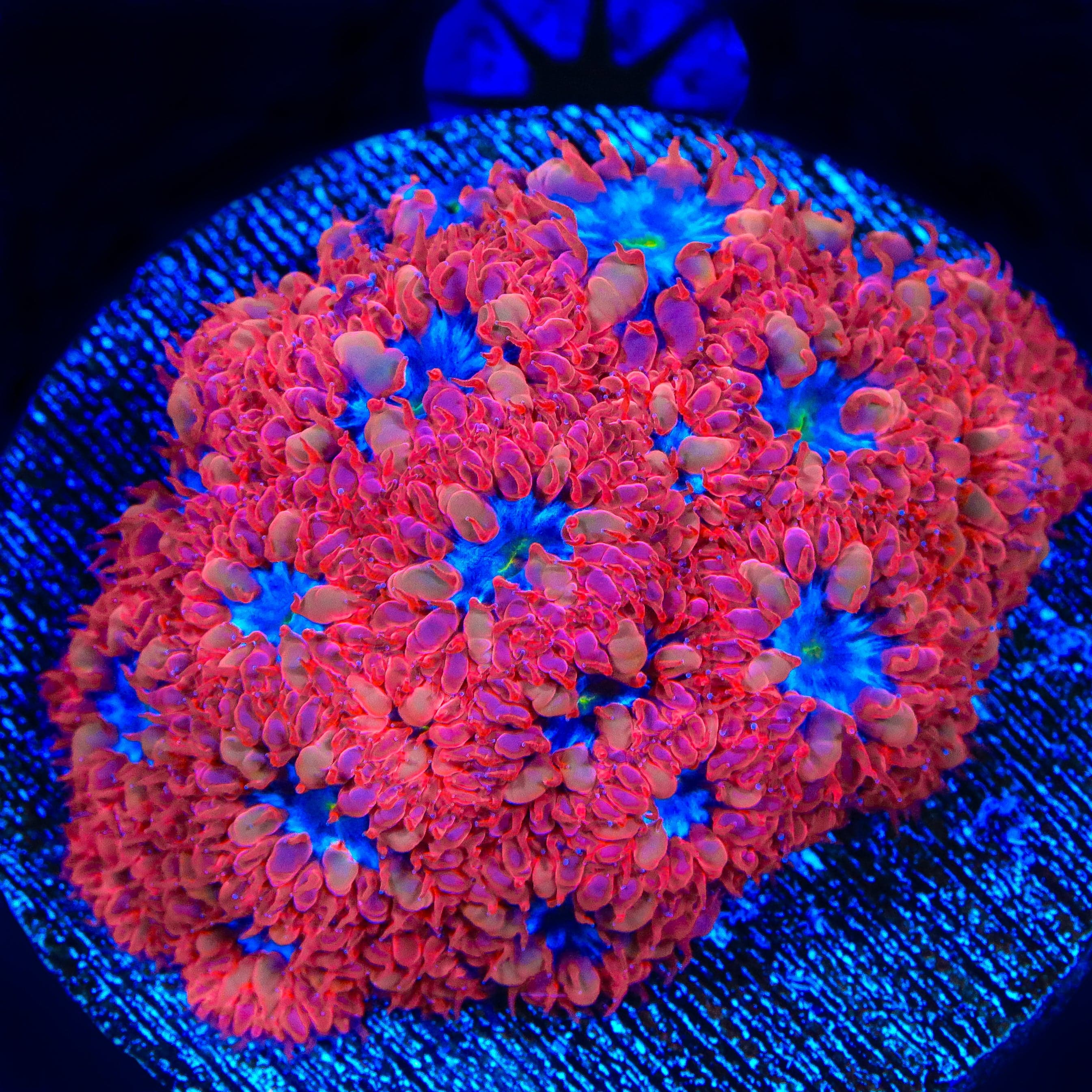 Blastomussa merleti