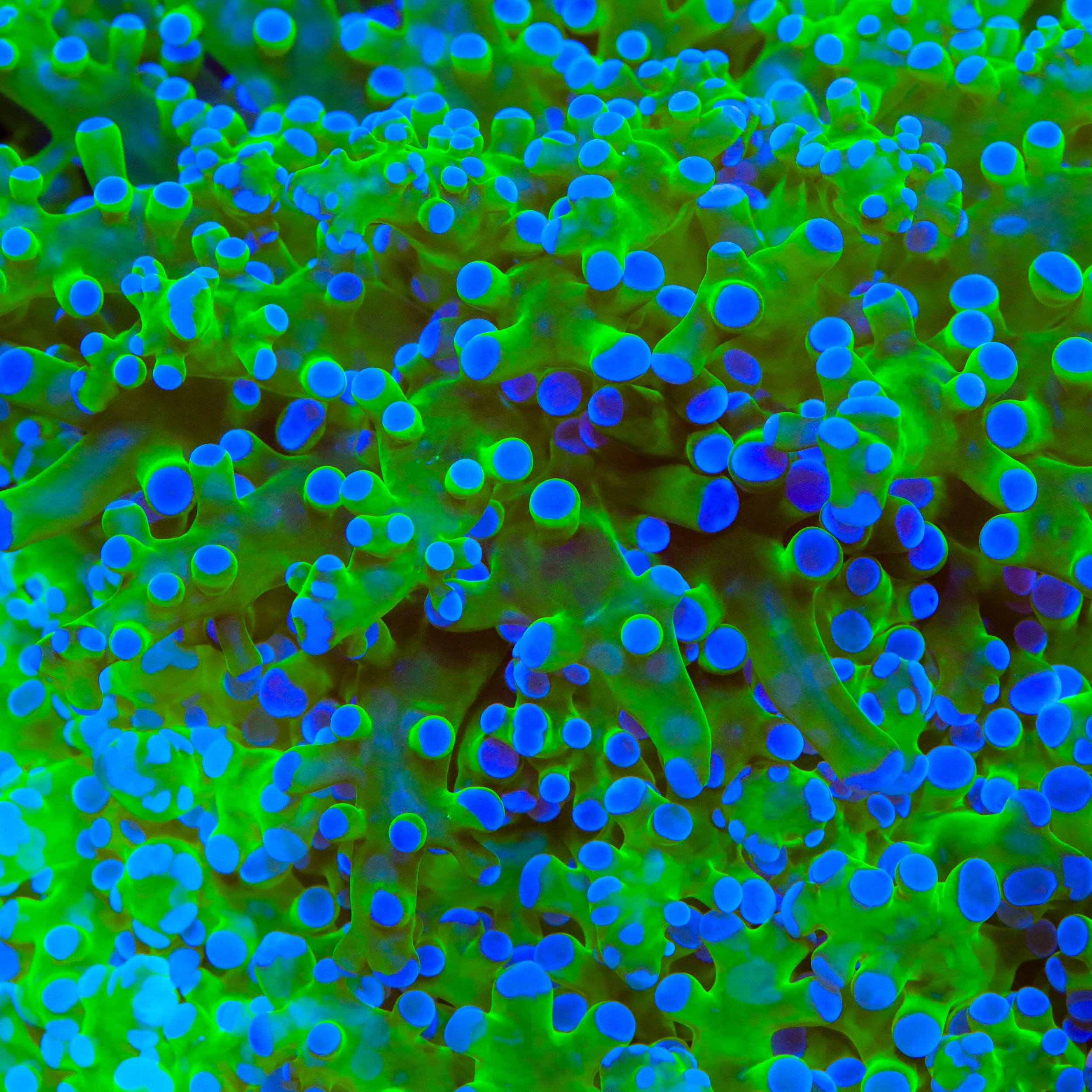 Euphyllia divisa