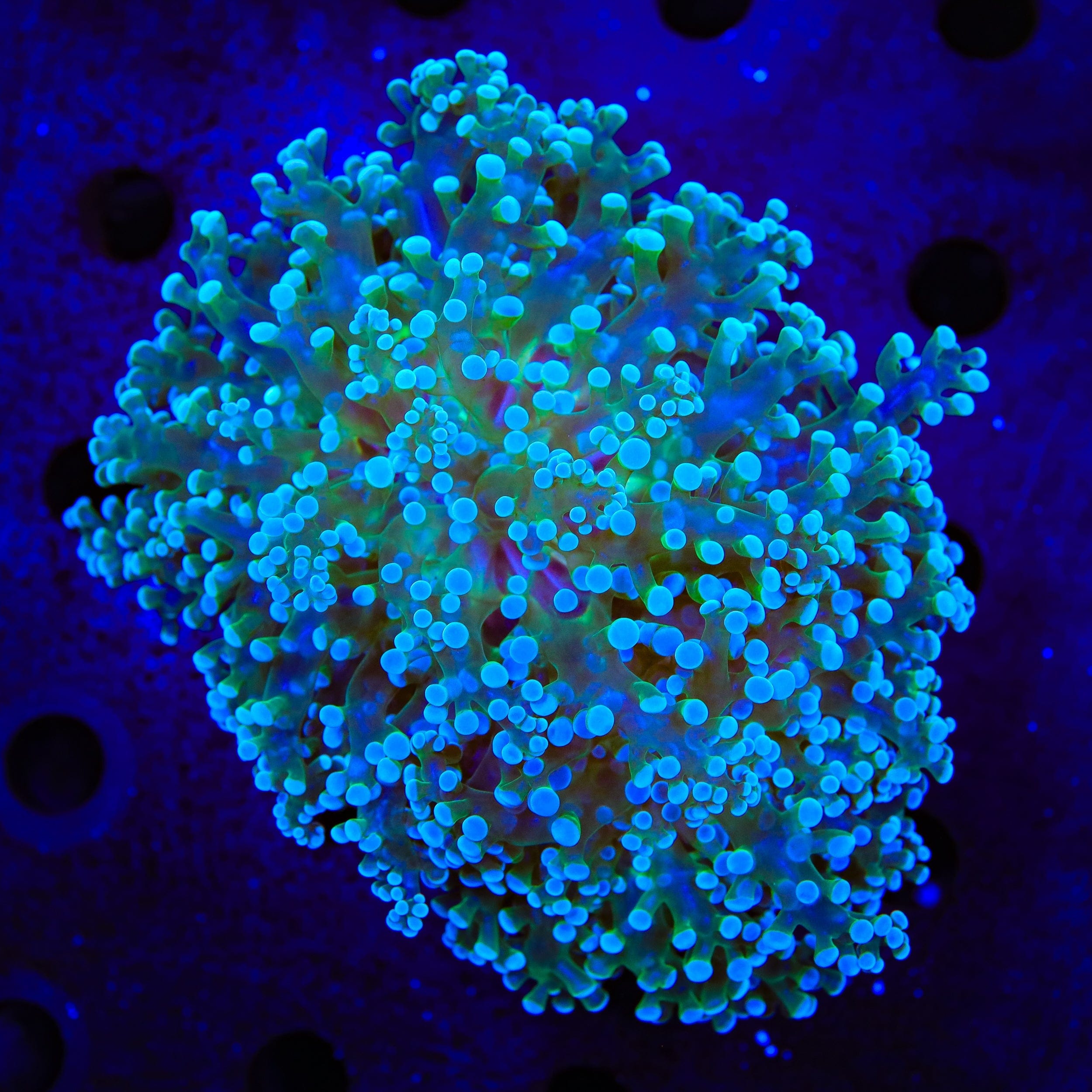 Euphyllia paradivisa