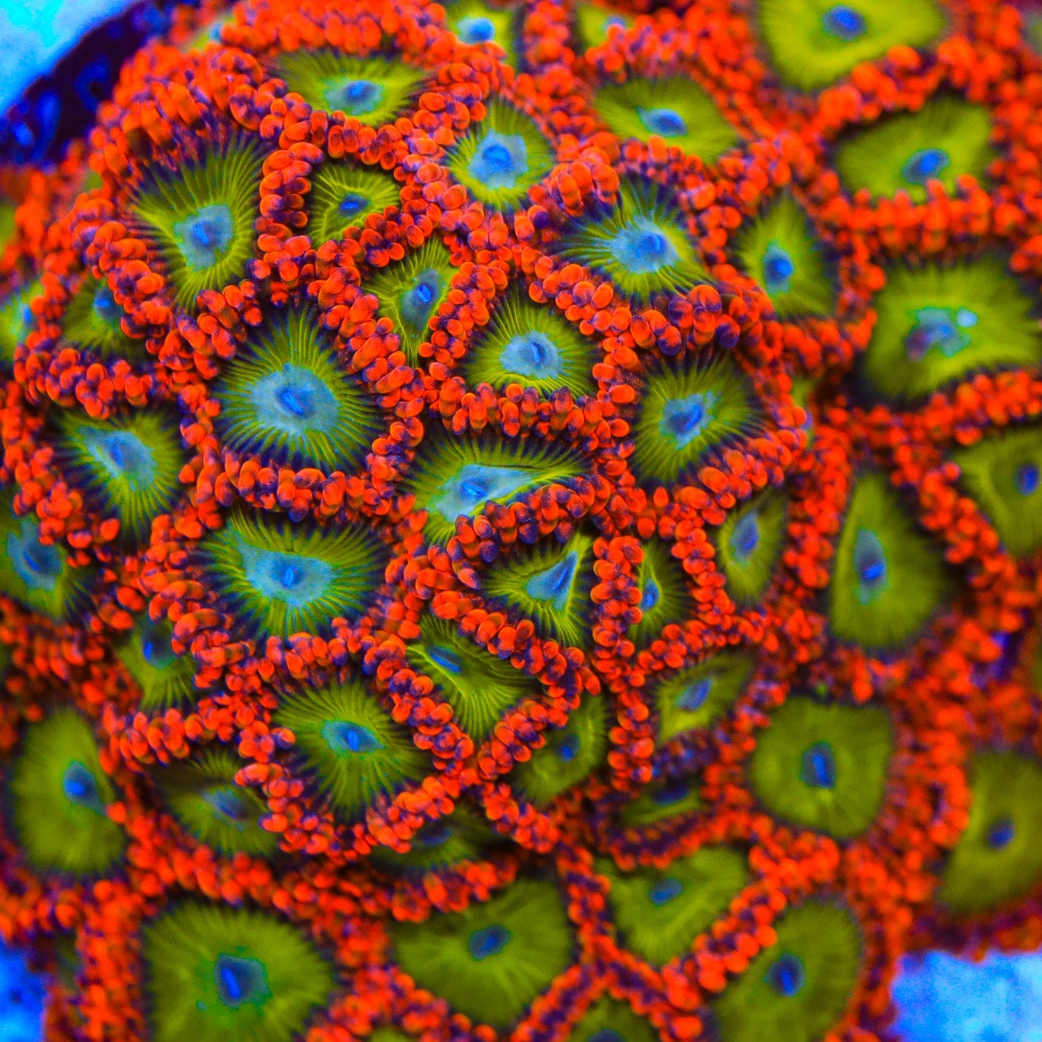 Zoanthus sociatus