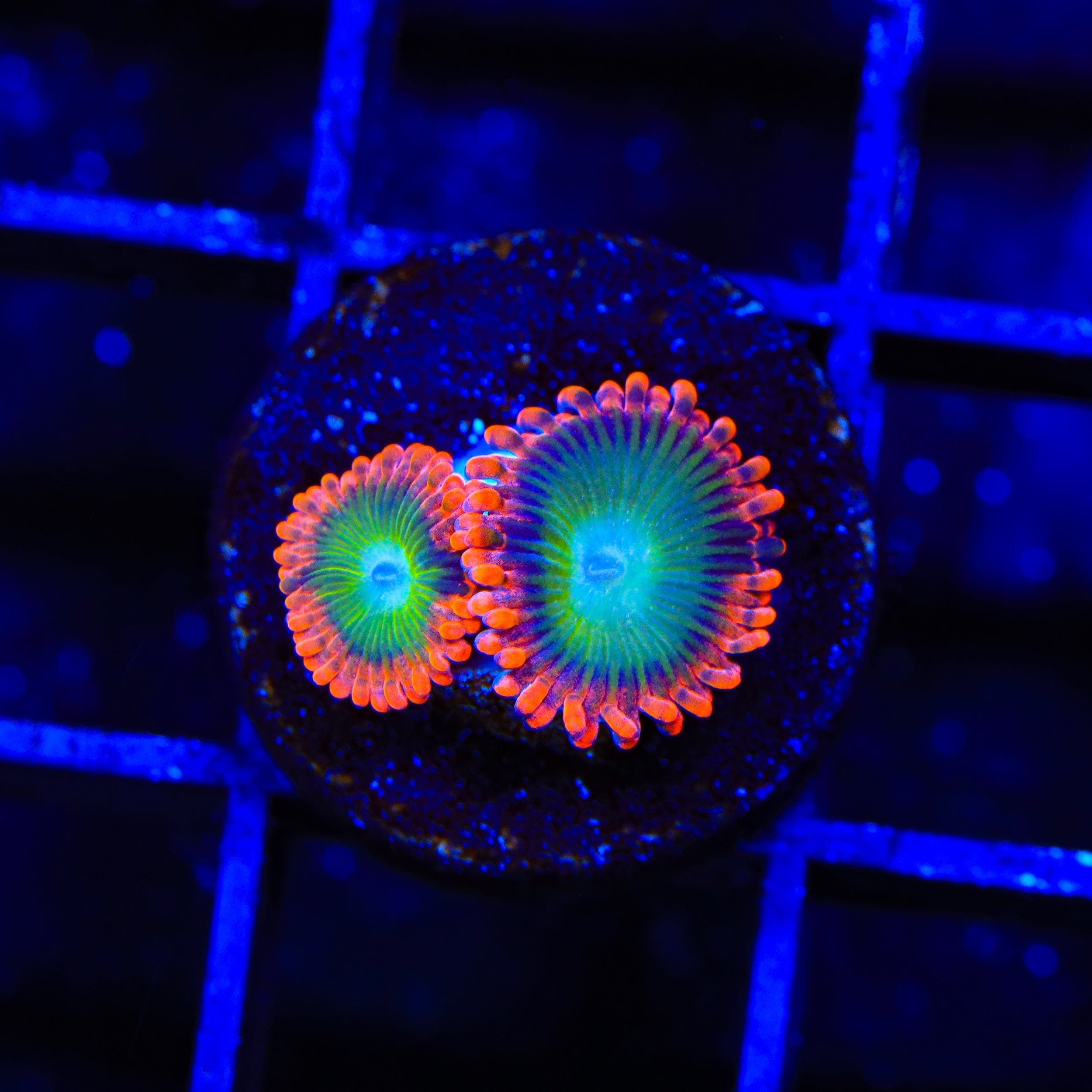 Zoanthus sociatus