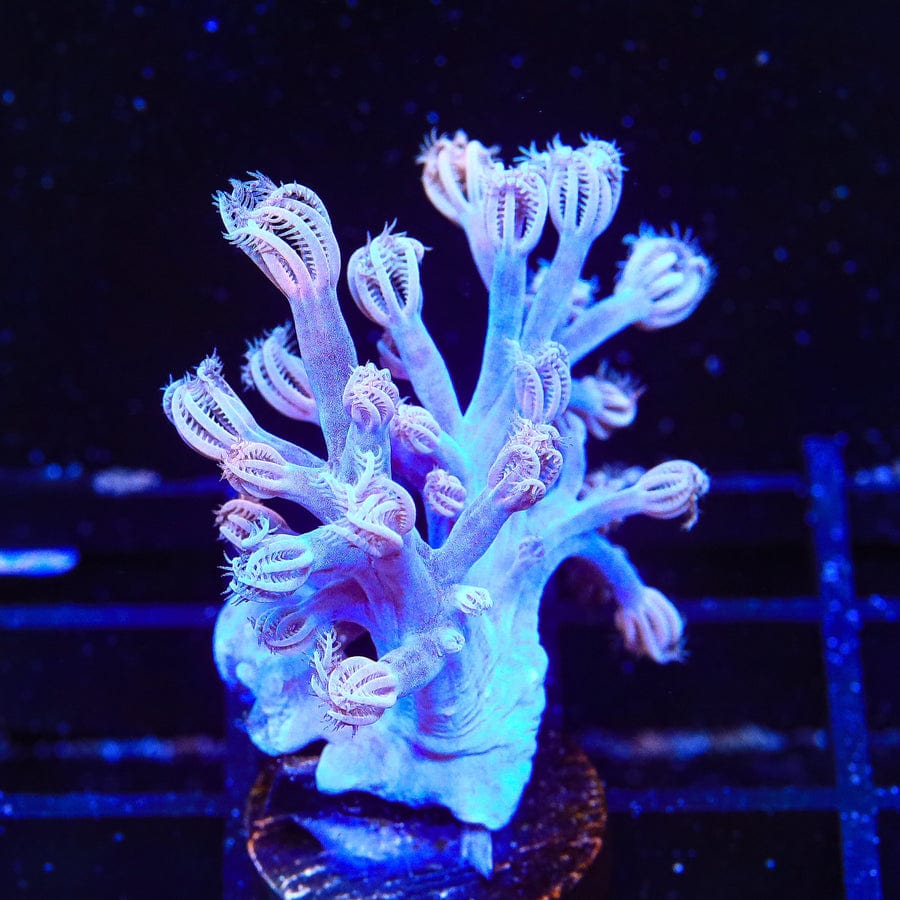 Cespitularia