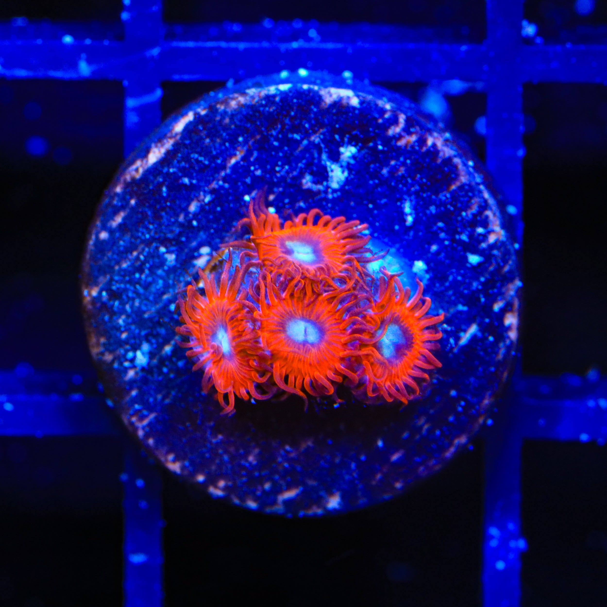 Zoanthus