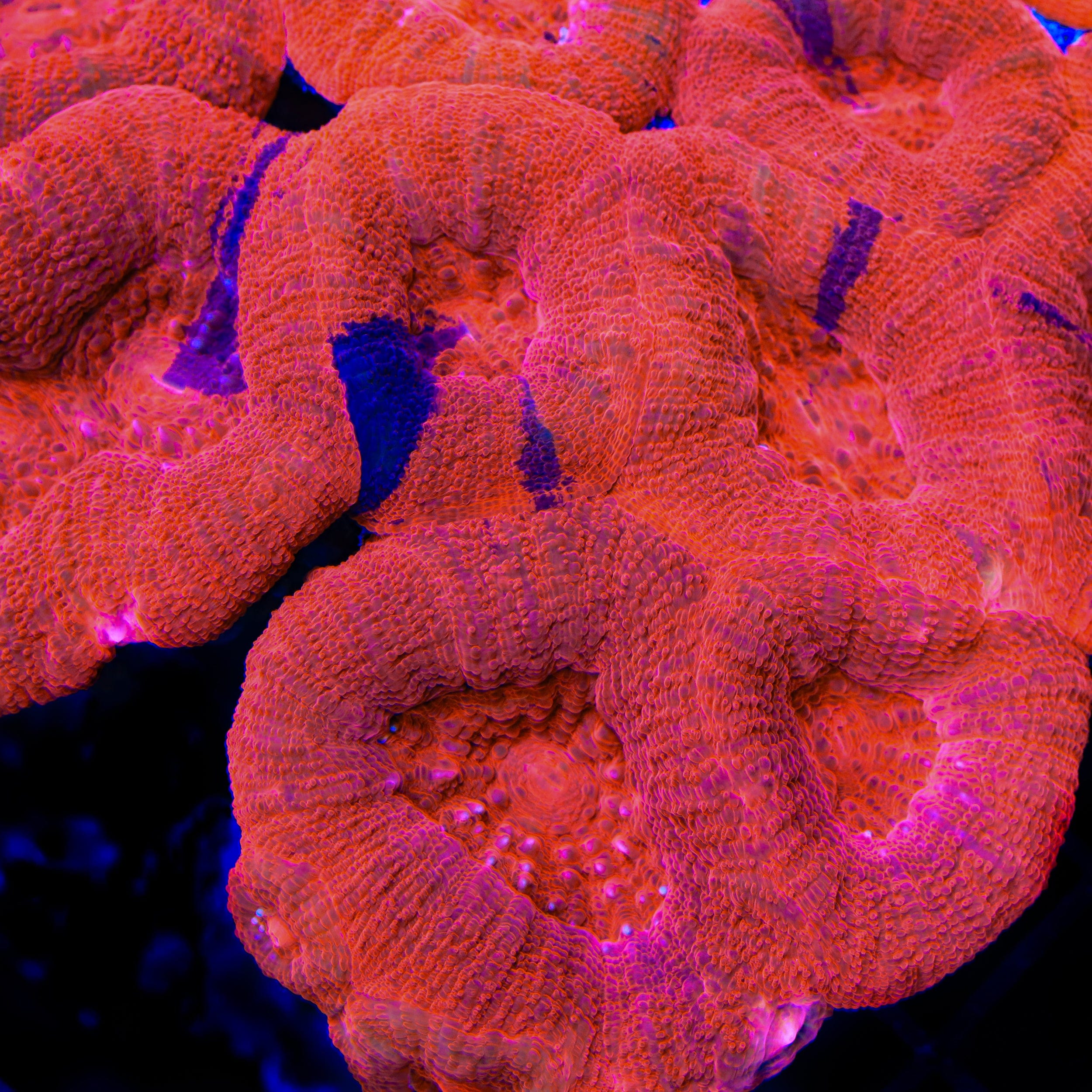 Homophyllia bowerbanki