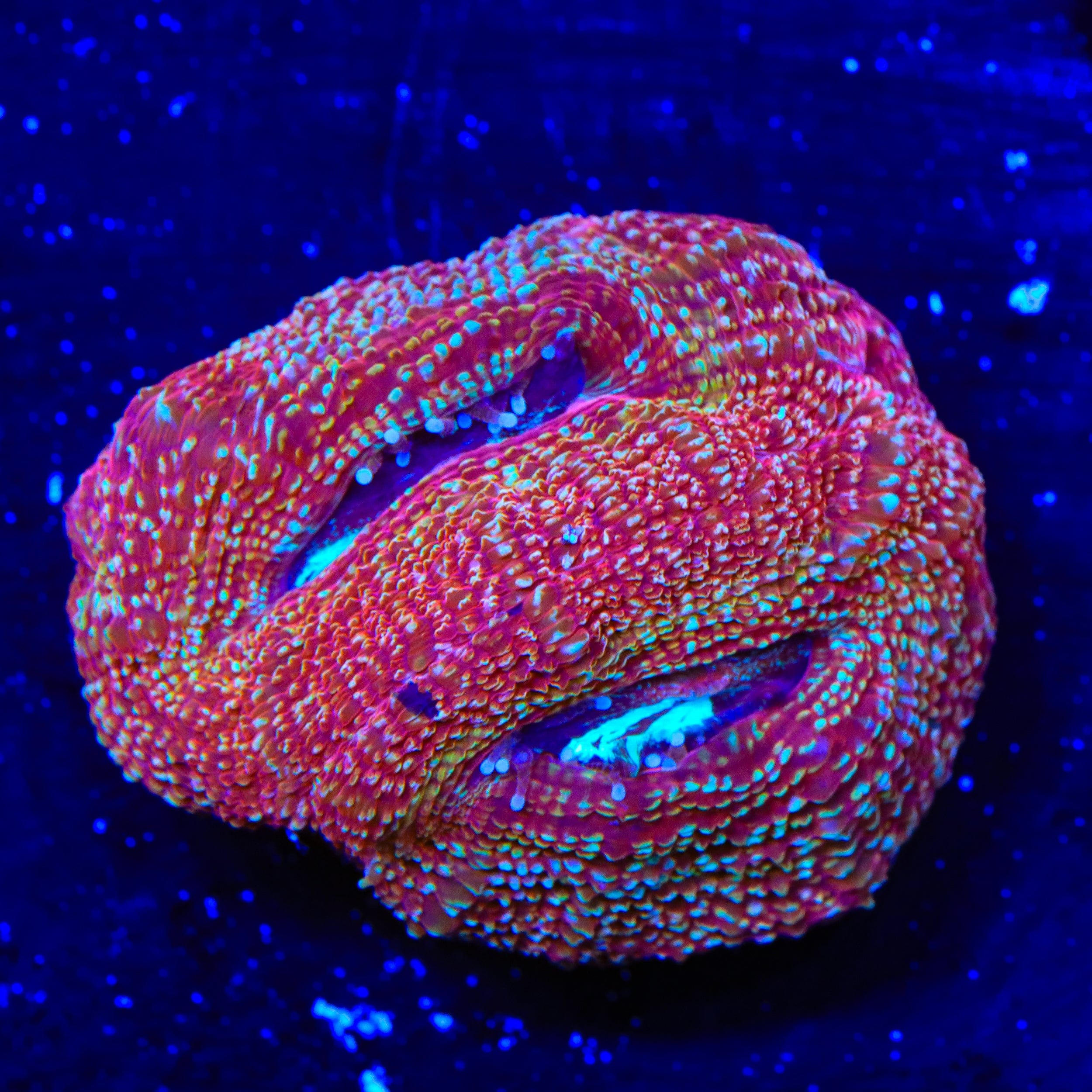 Homophyllia bowerbanki