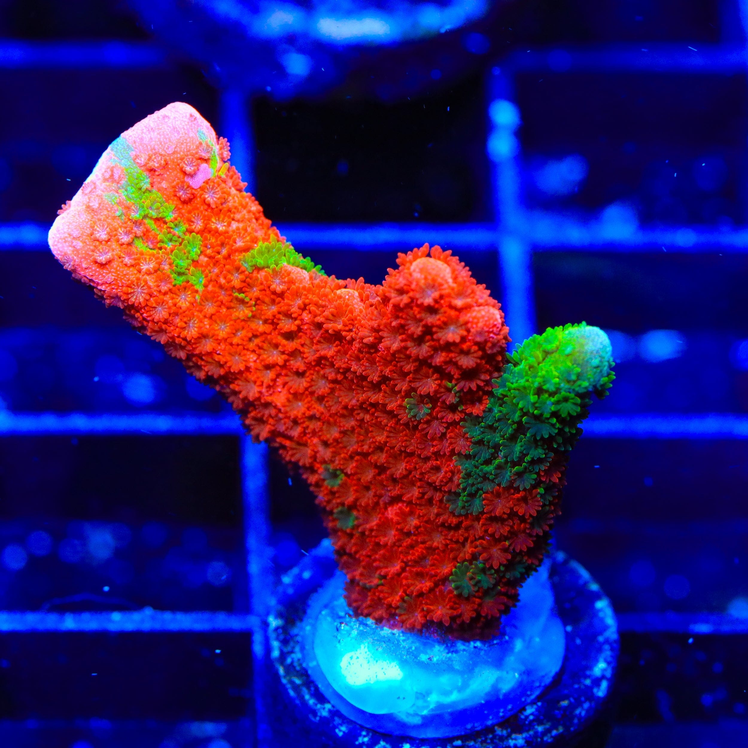 Montipora digitata