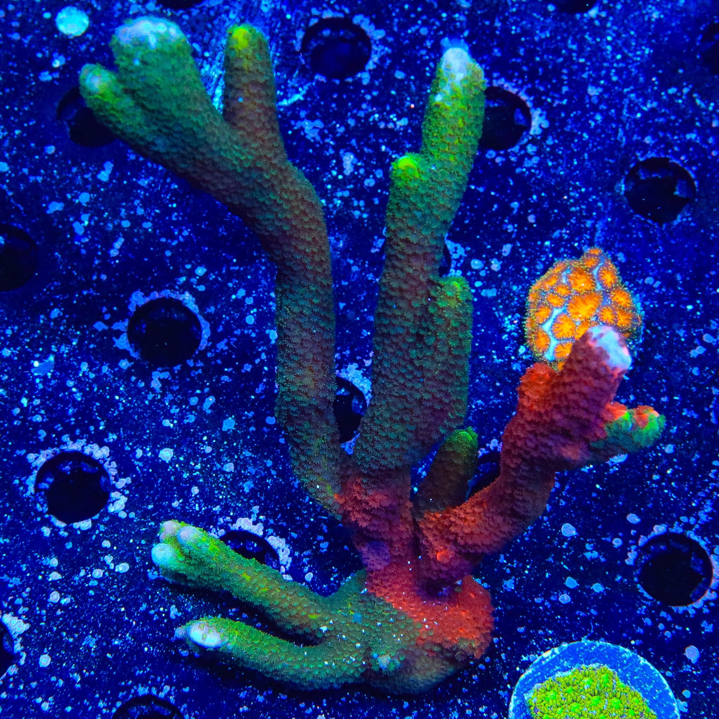 Montipora digitata